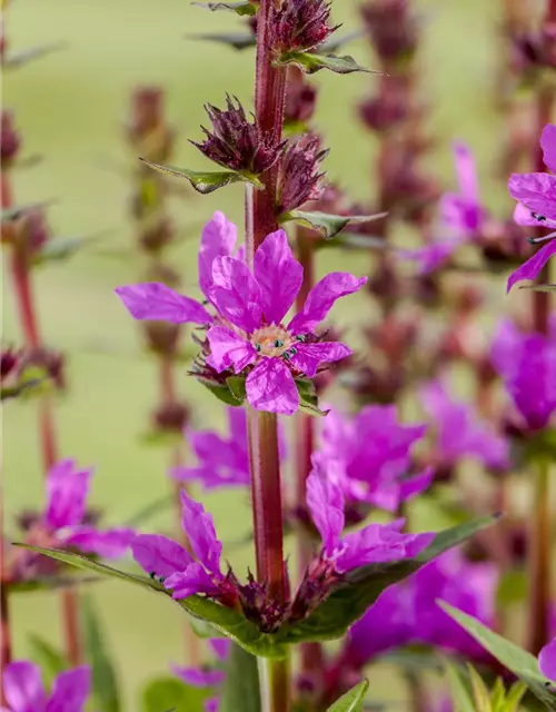 Garten-Blut-Weiderich