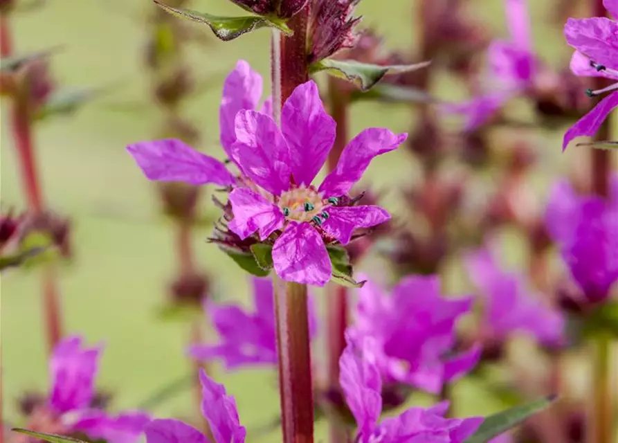 Garten-Blut-Weiderich