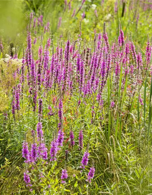 Garten-Blut-Weiderich