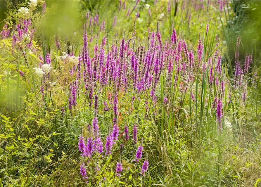 Garten-Blut-Weiderich
