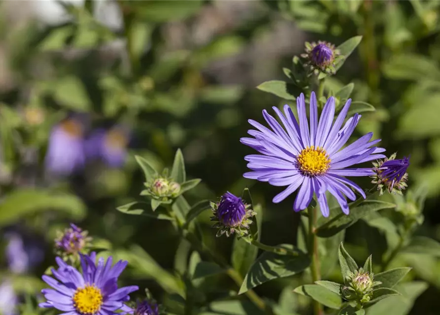 Garten-Sommer-Aster 'Sternkugel'