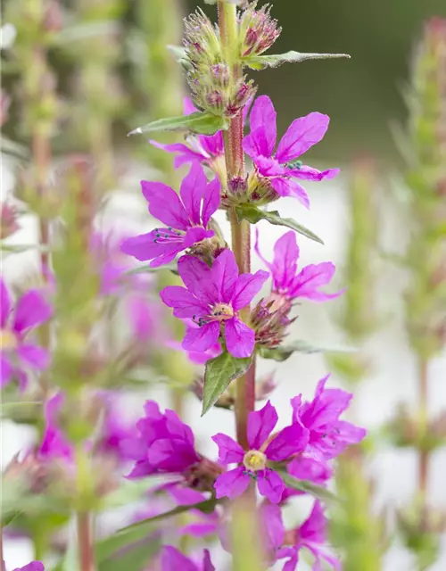 Garten-Blut-Weiderich