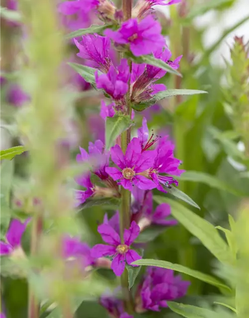Garten-Blut-Weiderich