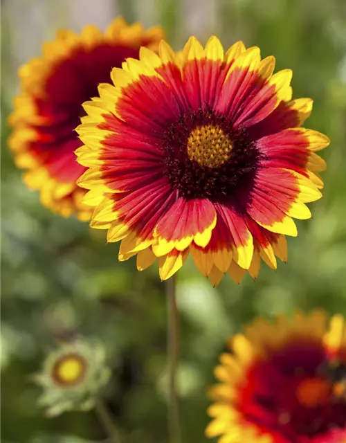 Großblumige Garten-Kokardenblume 'Fackelschein'