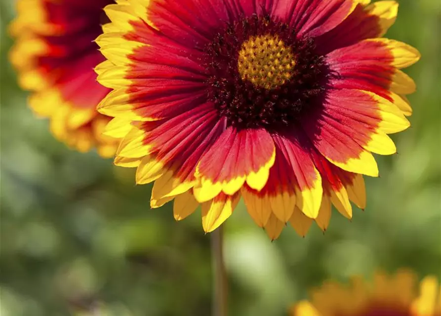 Großblumige Garten-Kokardenblume 'Fackelschein'