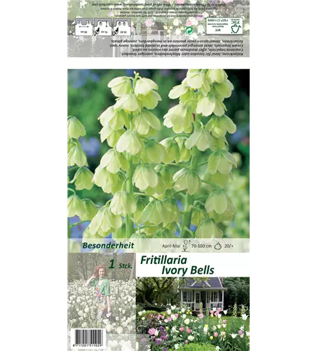 Garten-Kaiserkrone 'Ivory Bells'