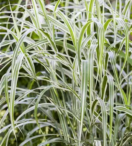 Garten-Chinaschilf 'Cosmopolitan'