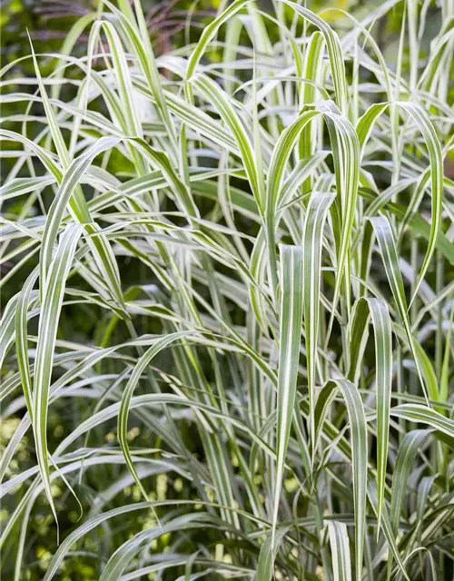 Garten-Chinaschilf 'Cosmopolitan'