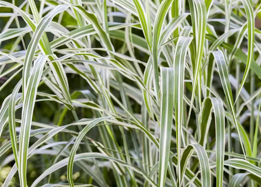 Garten-Chinaschilf 'Cosmopolitan'