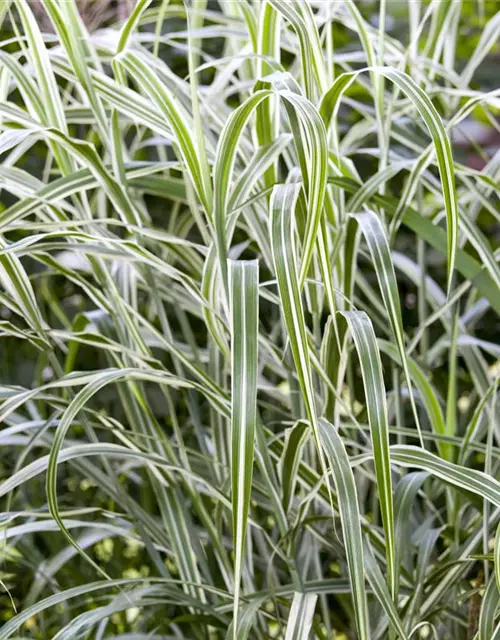 Garten-Chinaschilf 'Cosmopolitan'