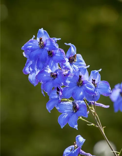 Hoher Garten-Rittersporn 'Finsteraarhorn'