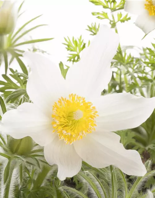 Weißblühende Garten-Kuhschelle 'Alba'