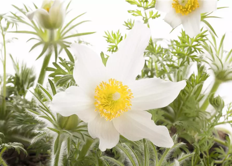 Weißblühende Garten-Kuhschelle 'Alba'