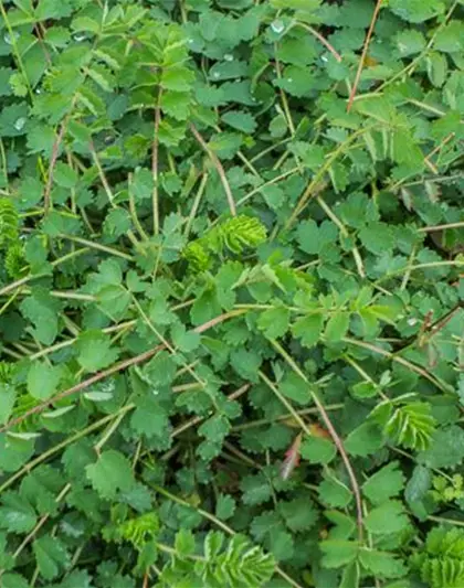 Kleiner Wiesenknopf