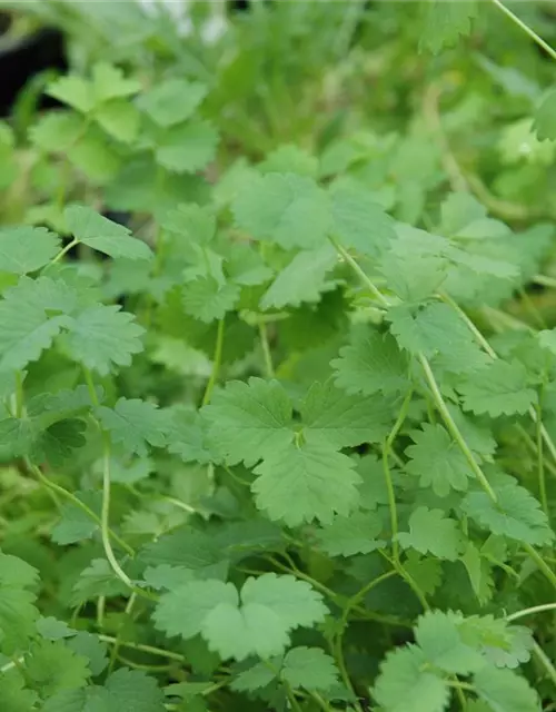 Kleiner Wiesenknopf