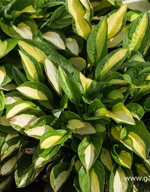 Hosta x fortunei 'Gypsy Rose'