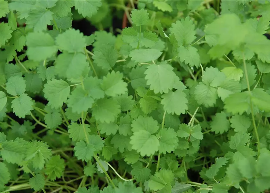 Kleiner Wiesenknopf