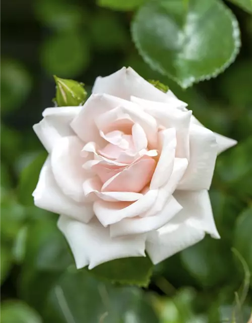 Kletterrose 'New Dawn'