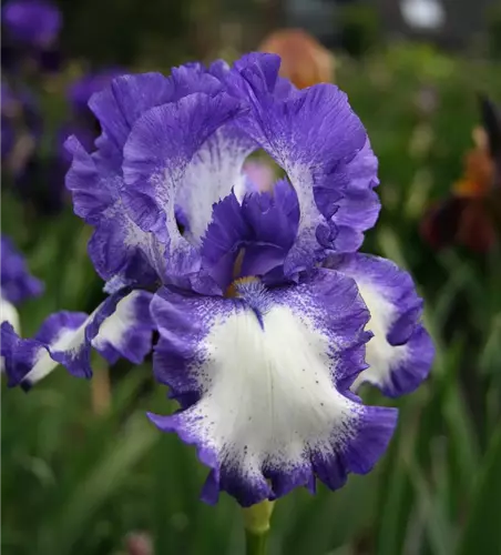 Hohe Garten-Schwertlilie