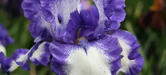 Hohe Garten-Schwertlilie