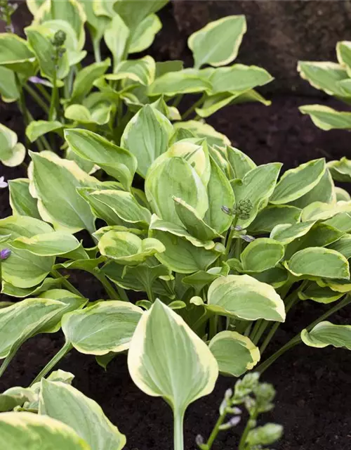 Kleine Gelbrand-Garten-Funkie 'Golden Tiara'