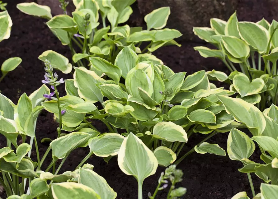 Kleine Gelbrand-Garten-Funkie 'Golden Tiara'