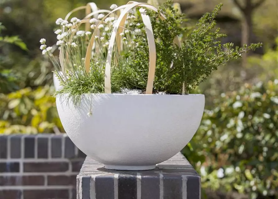 Garten-Grasnelke 'Alba'