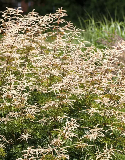 Kleiner Geißbart 'Noble Spirit'