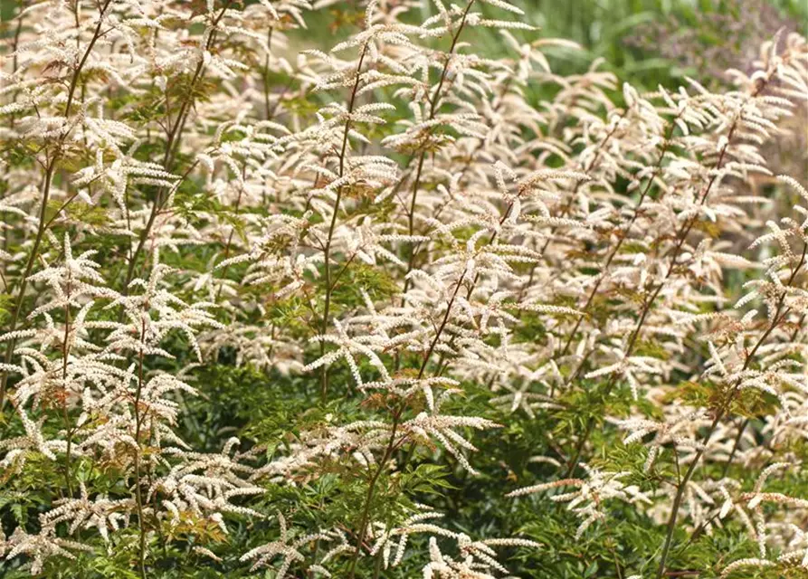 Kleiner Geißbart 'Noble Spirit'