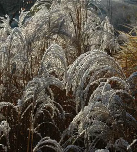 Garten-Chinaschilf 'Sioux'