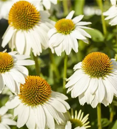 Garten-Scheinsonnenhut 'PowWow® White'