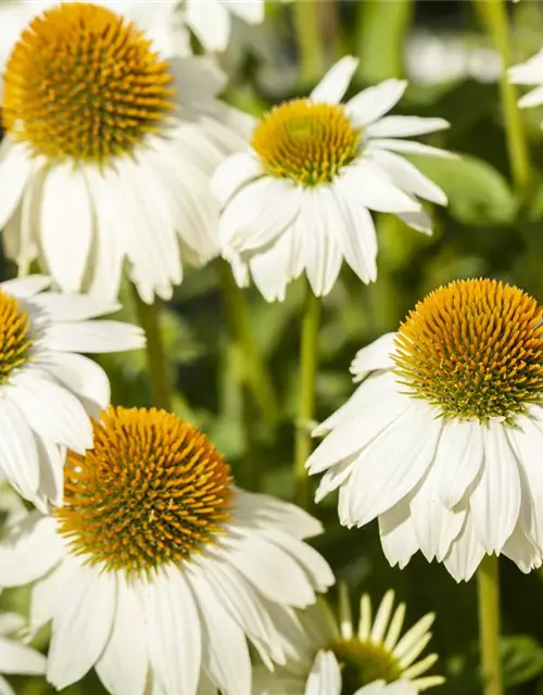 Garten-Scheinsonnenhut 'PowWow® White'