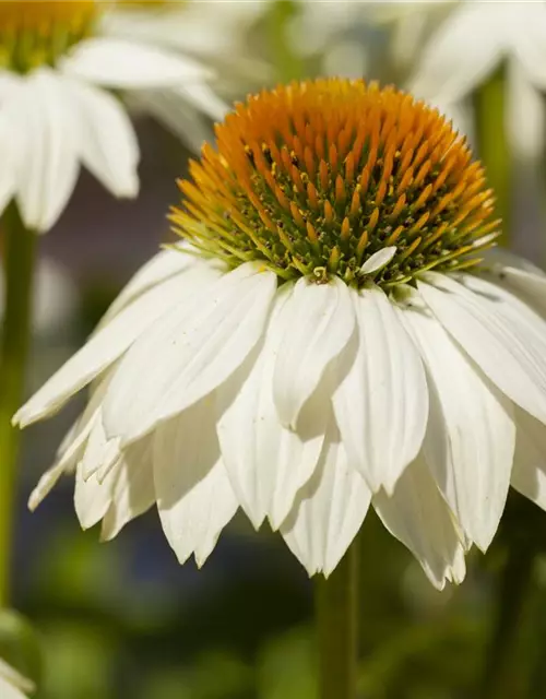 Garten-Scheinsonnenhut 'PowWow® White'