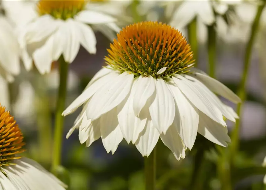 Garten-Scheinsonnenhut 'PowWow® White'