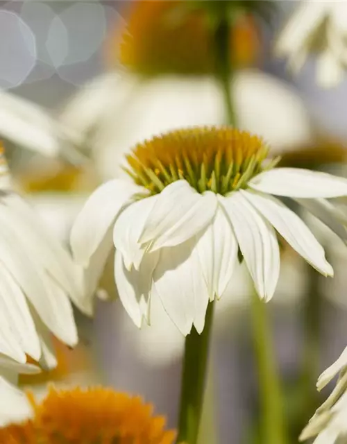 Garten-Scheinsonnenhut 'PowWow® White'