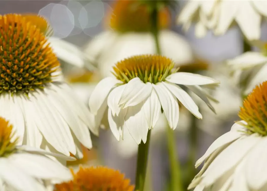 Garten-Scheinsonnenhut 'PowWow® White'