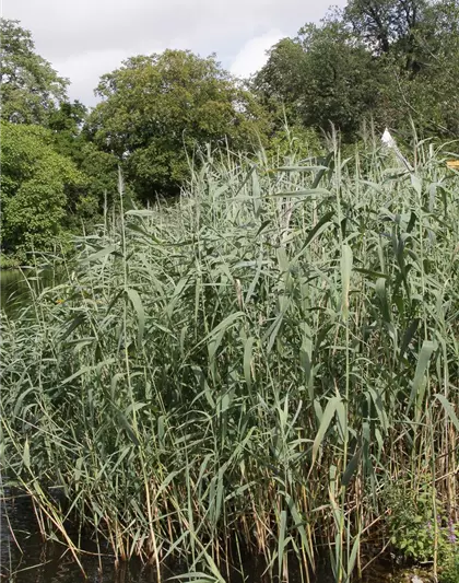 Gewöhnliches Schilf Gewöhnliches Schilf