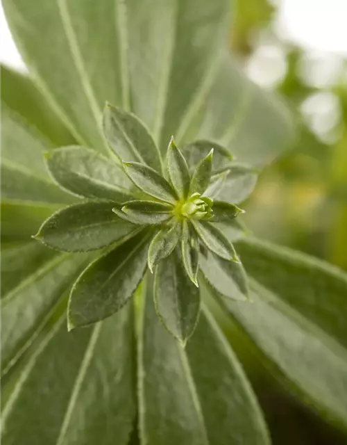 Echter Waldmeister