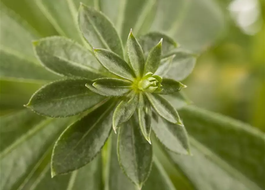 Echter Waldmeister