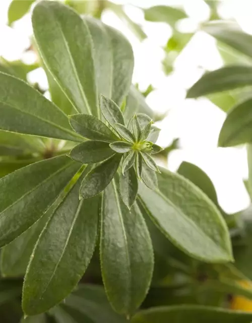 Echter Waldmeister