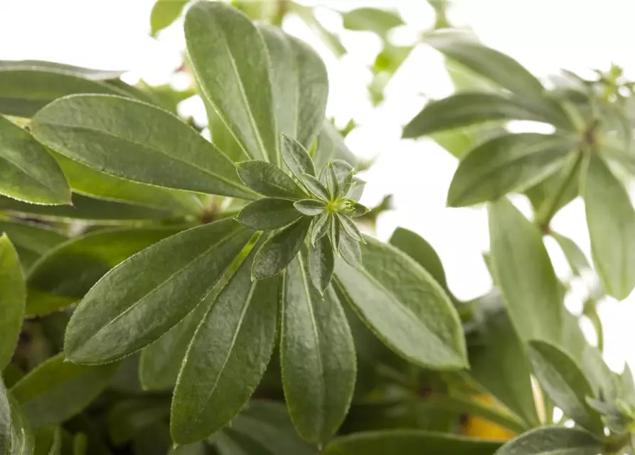 Echter Waldmeister