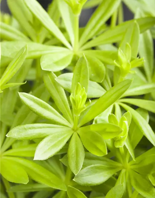 Echter Waldmeister