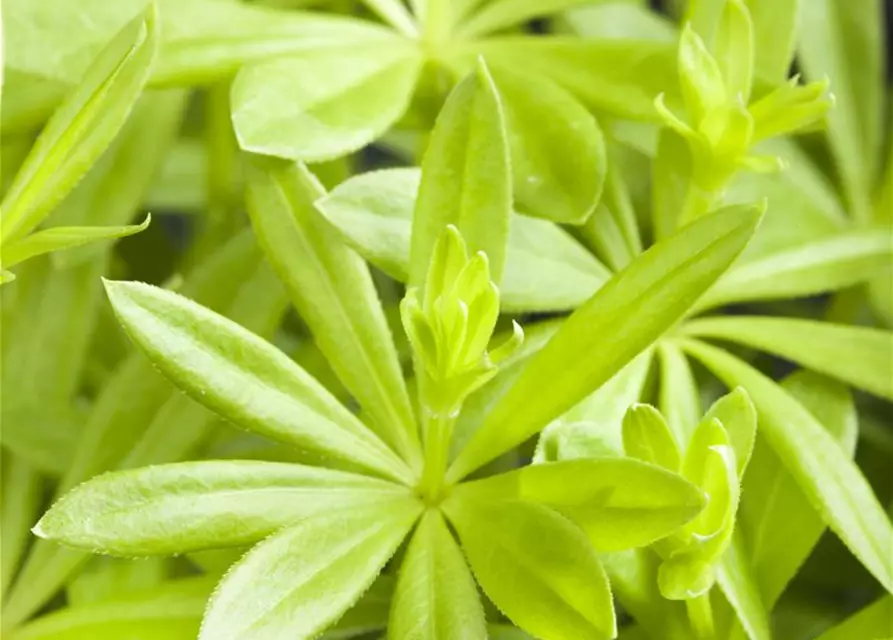 Echter Waldmeister