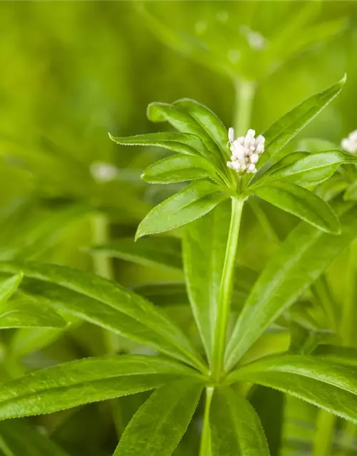 Echter Waldmeister