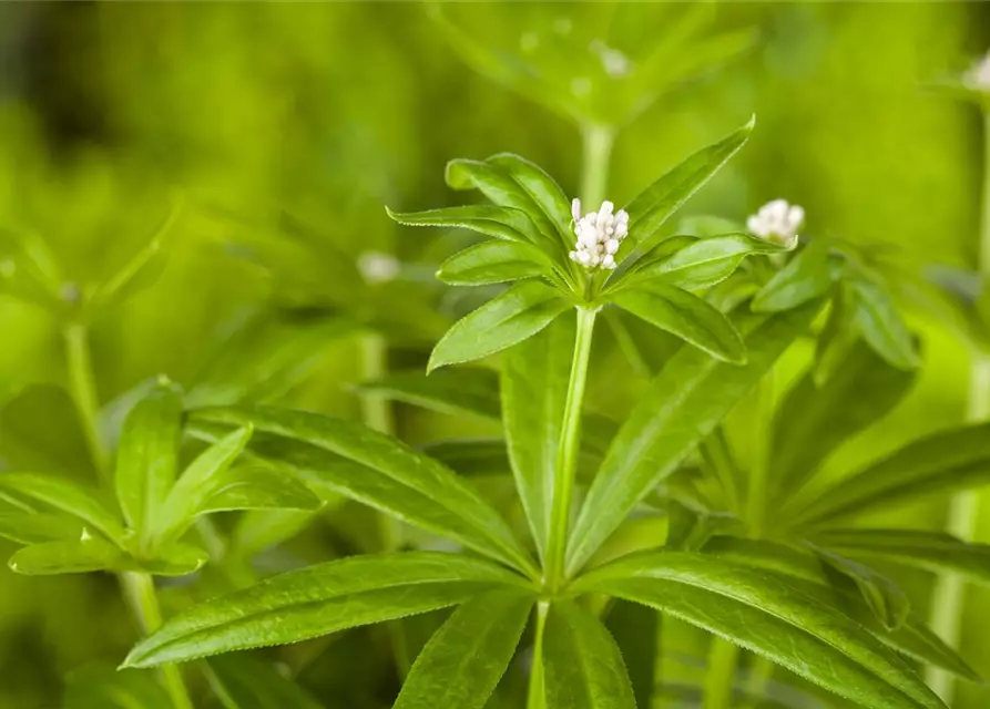 Echter Waldmeister