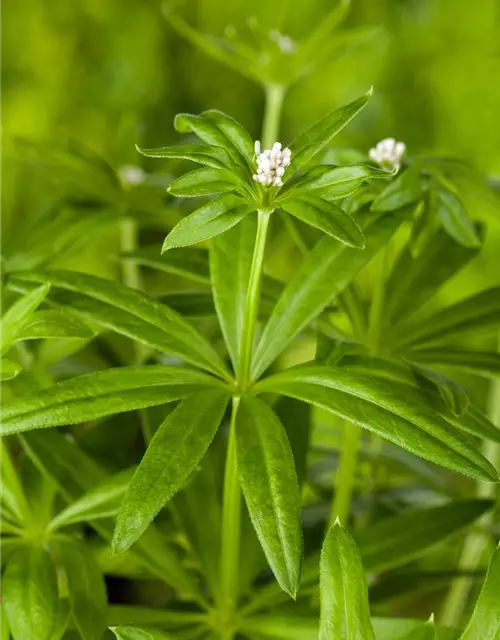 Echter Waldmeister