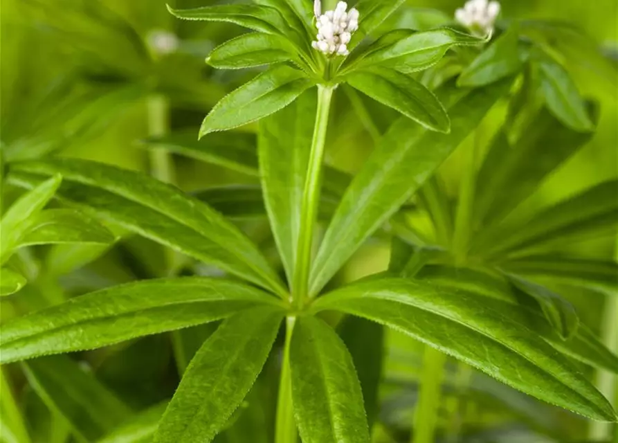Echter Waldmeister