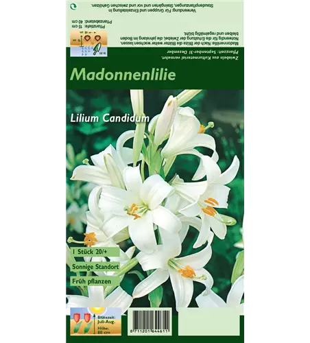 Madonnen-Lilie