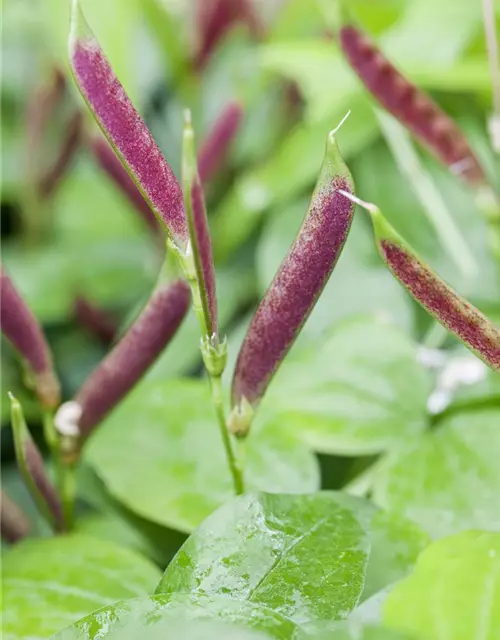 Lathyrus vernus