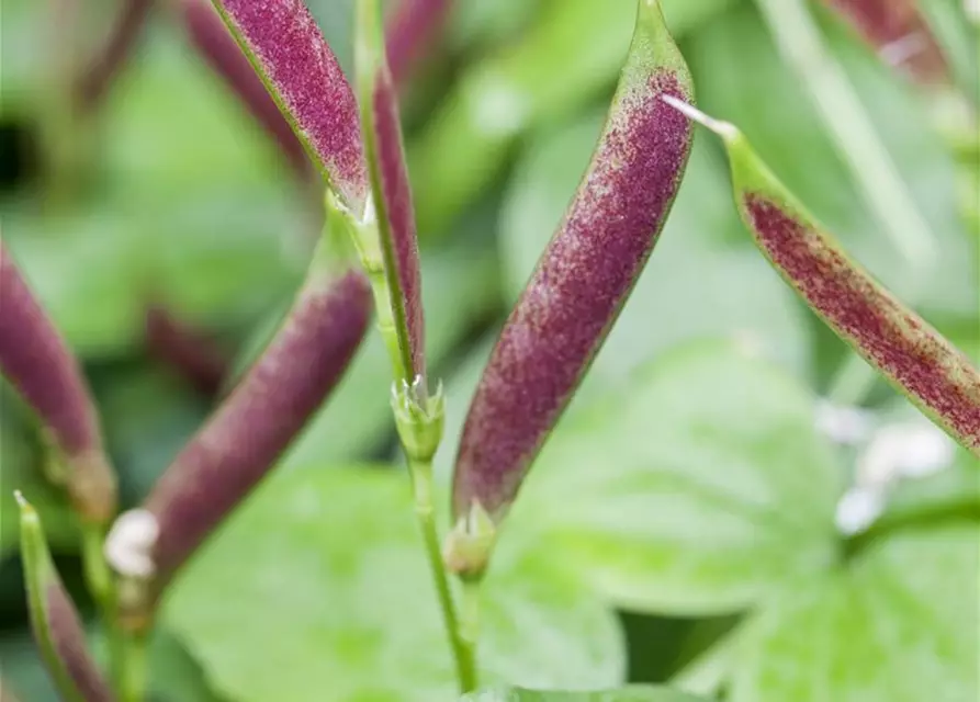 Lathyrus vernus